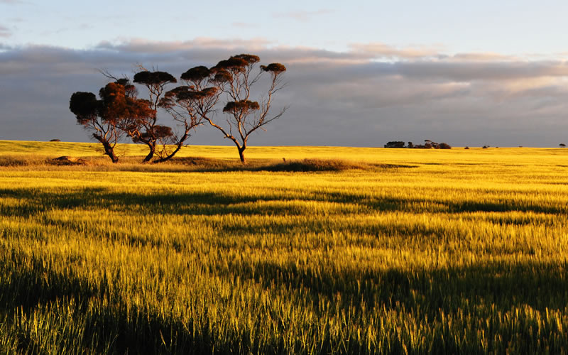 Yorke Peninsula Coogee Beach Accommodation